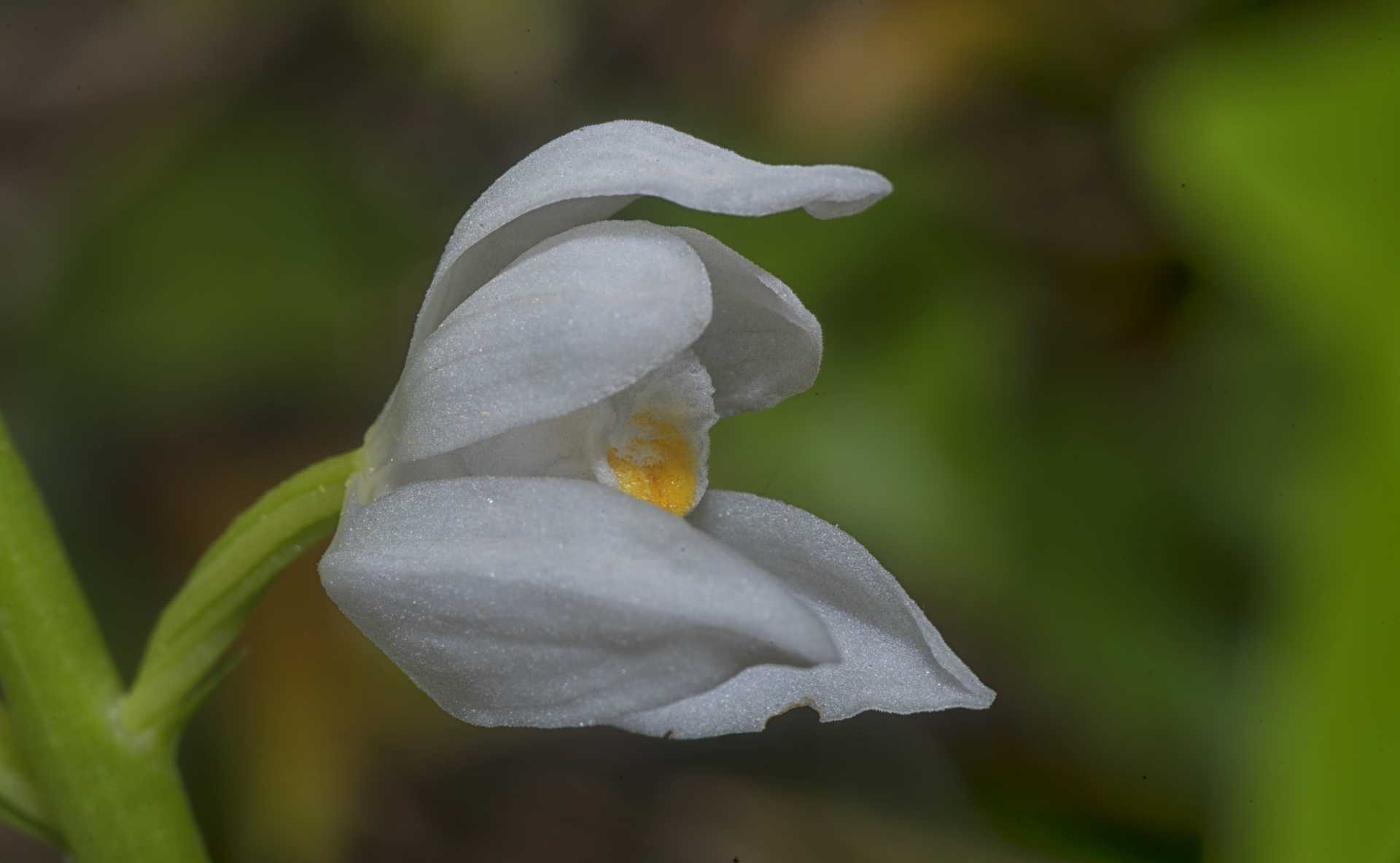 La Cephalanthera longifolia, l''orchidea che fiorisce dopo 11 anni